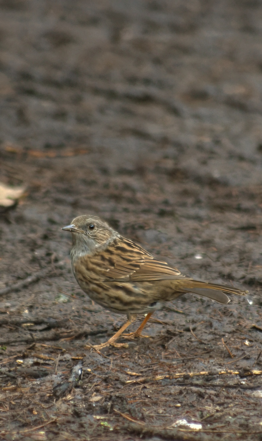 dunnock in the open without litter