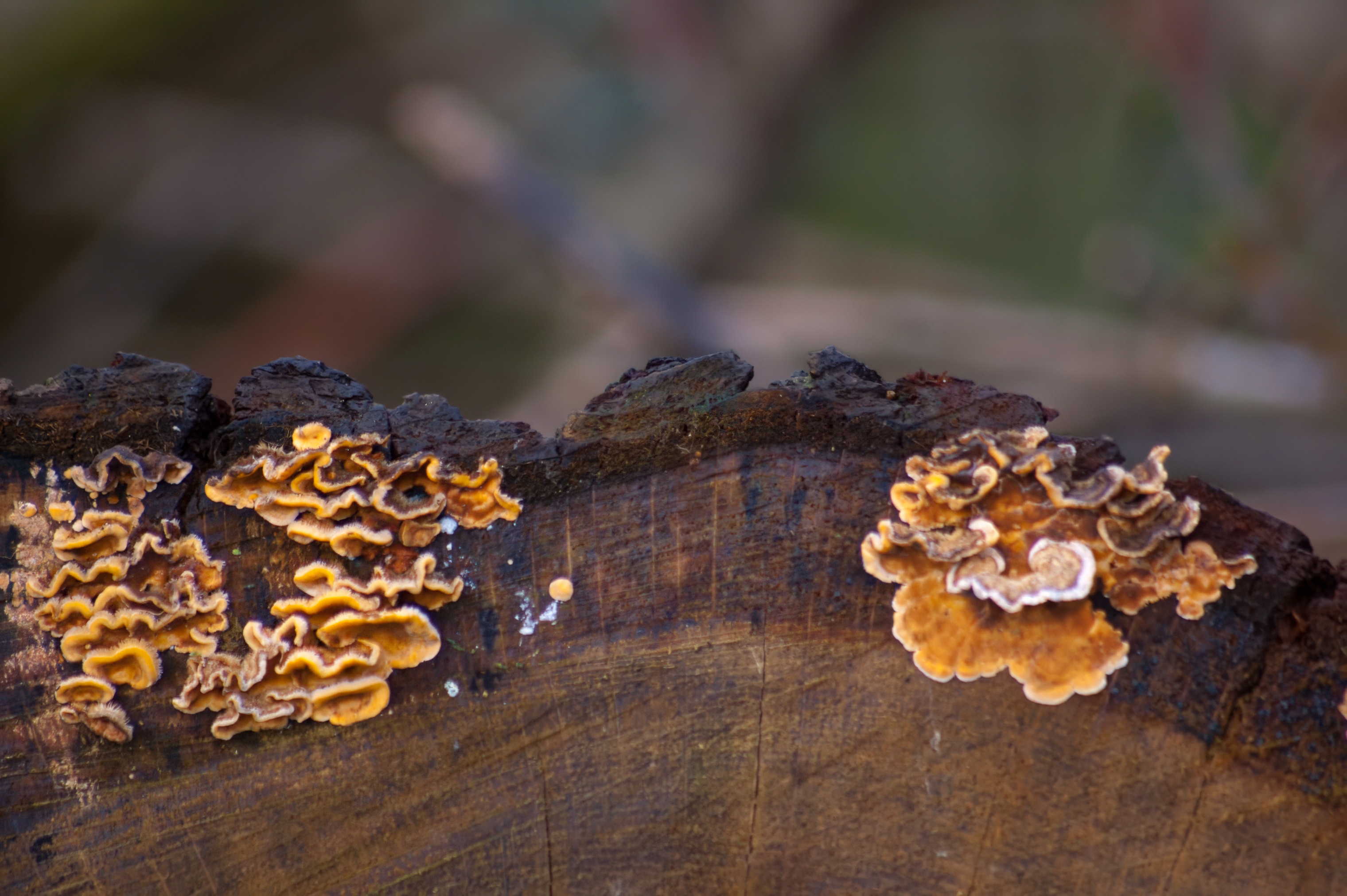 only image of fungal flowering this visit