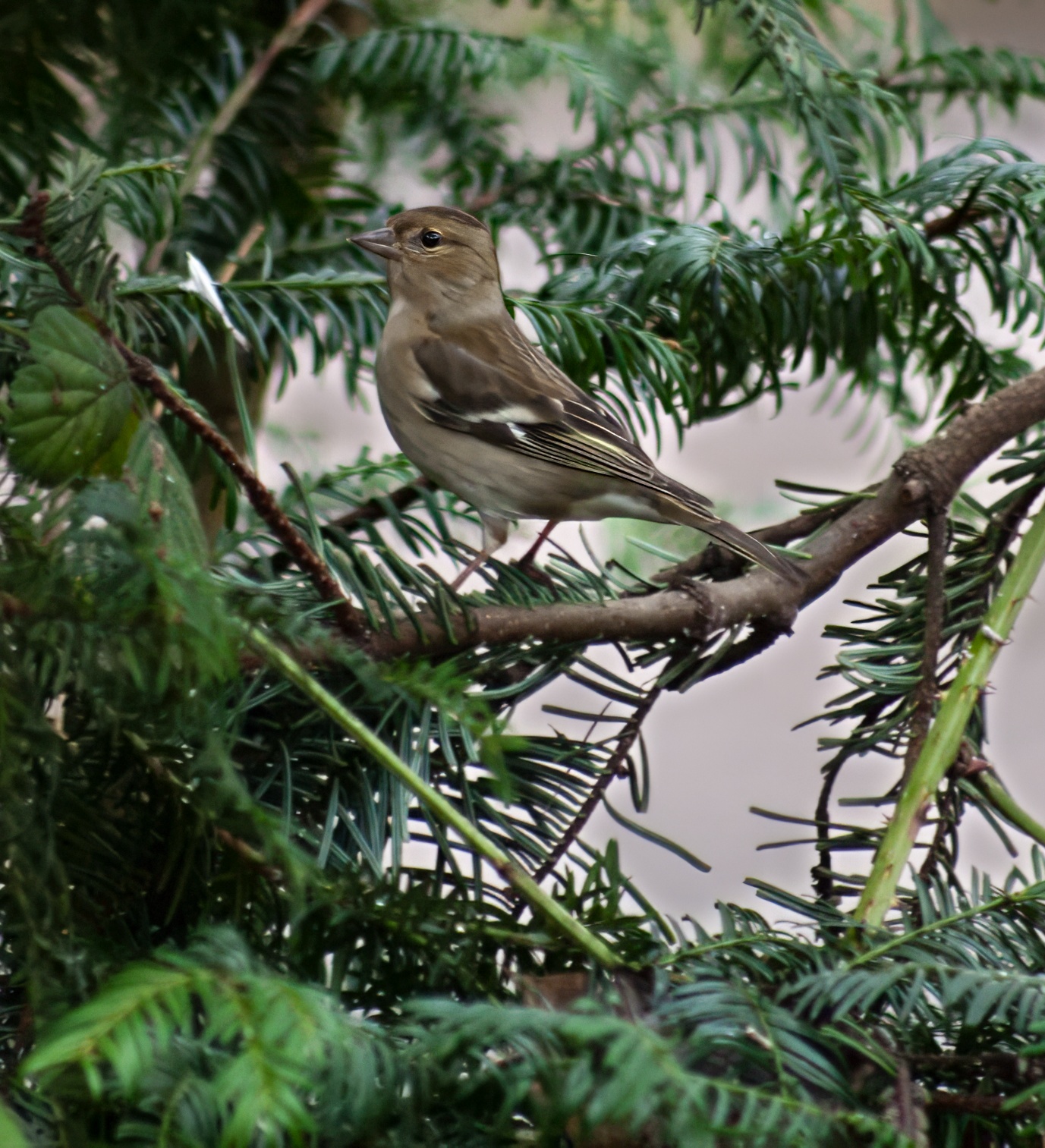 female (or potentially young) chaffinich in greenery (not a greenfinch as the filename says)