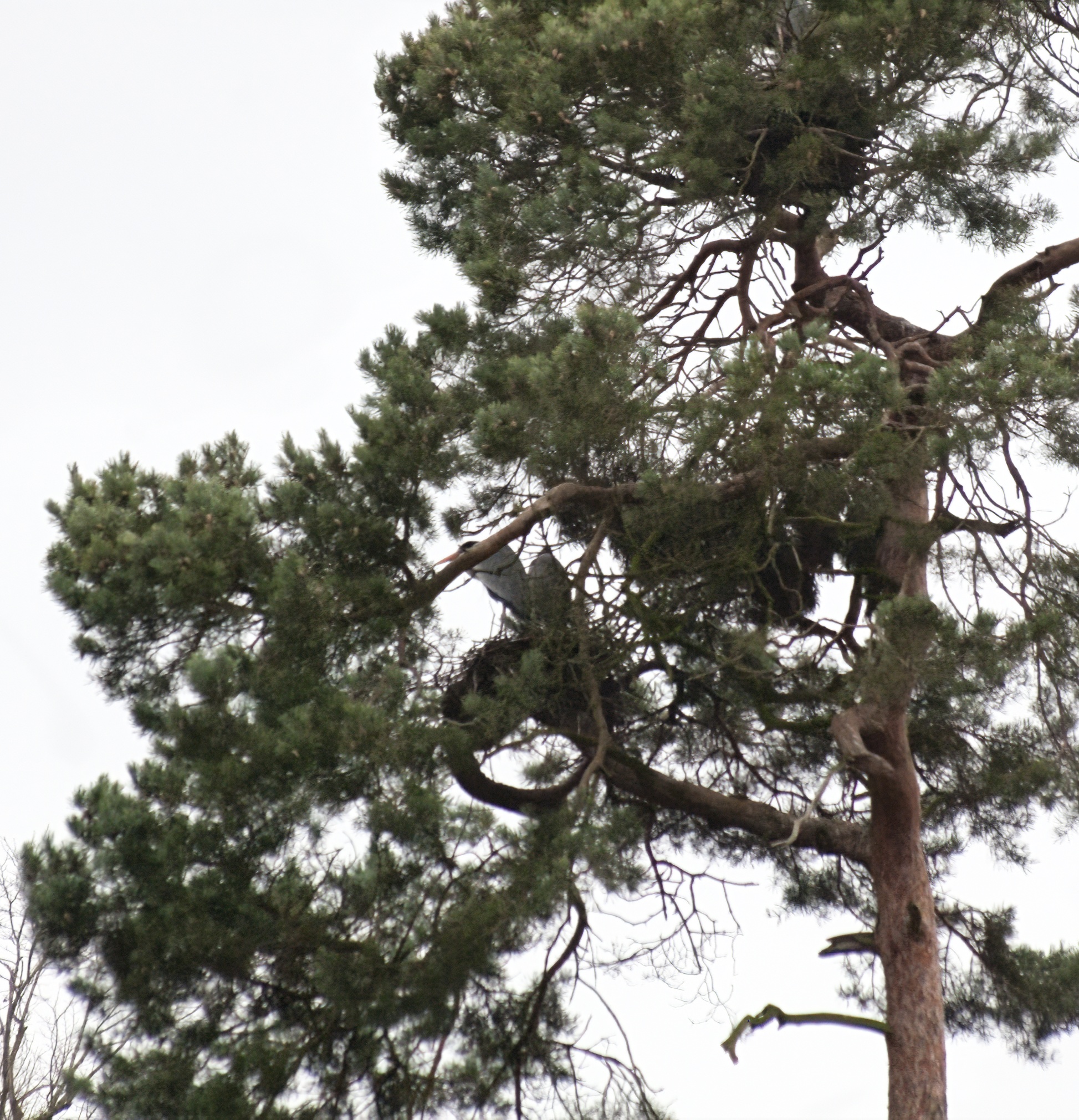 first heronry photo of the year