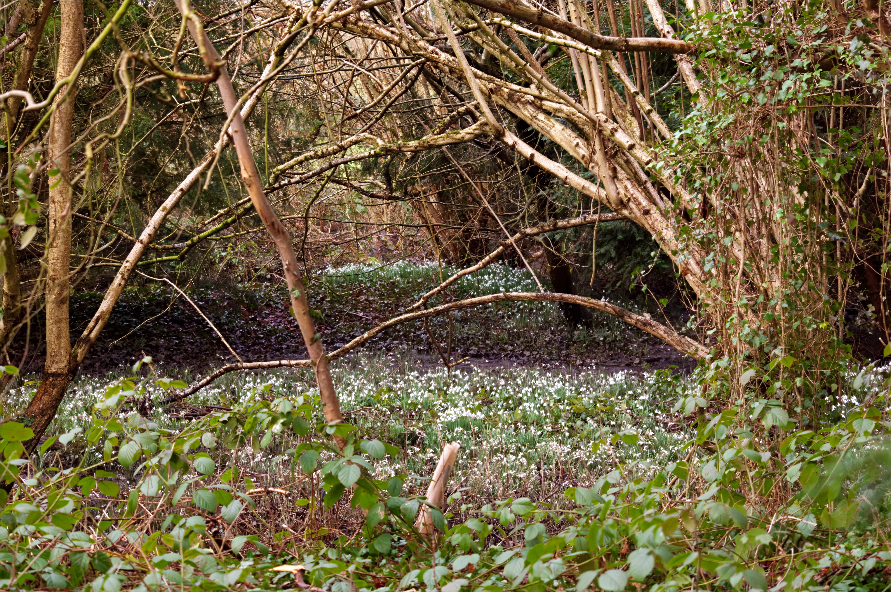 islands of snowdrops