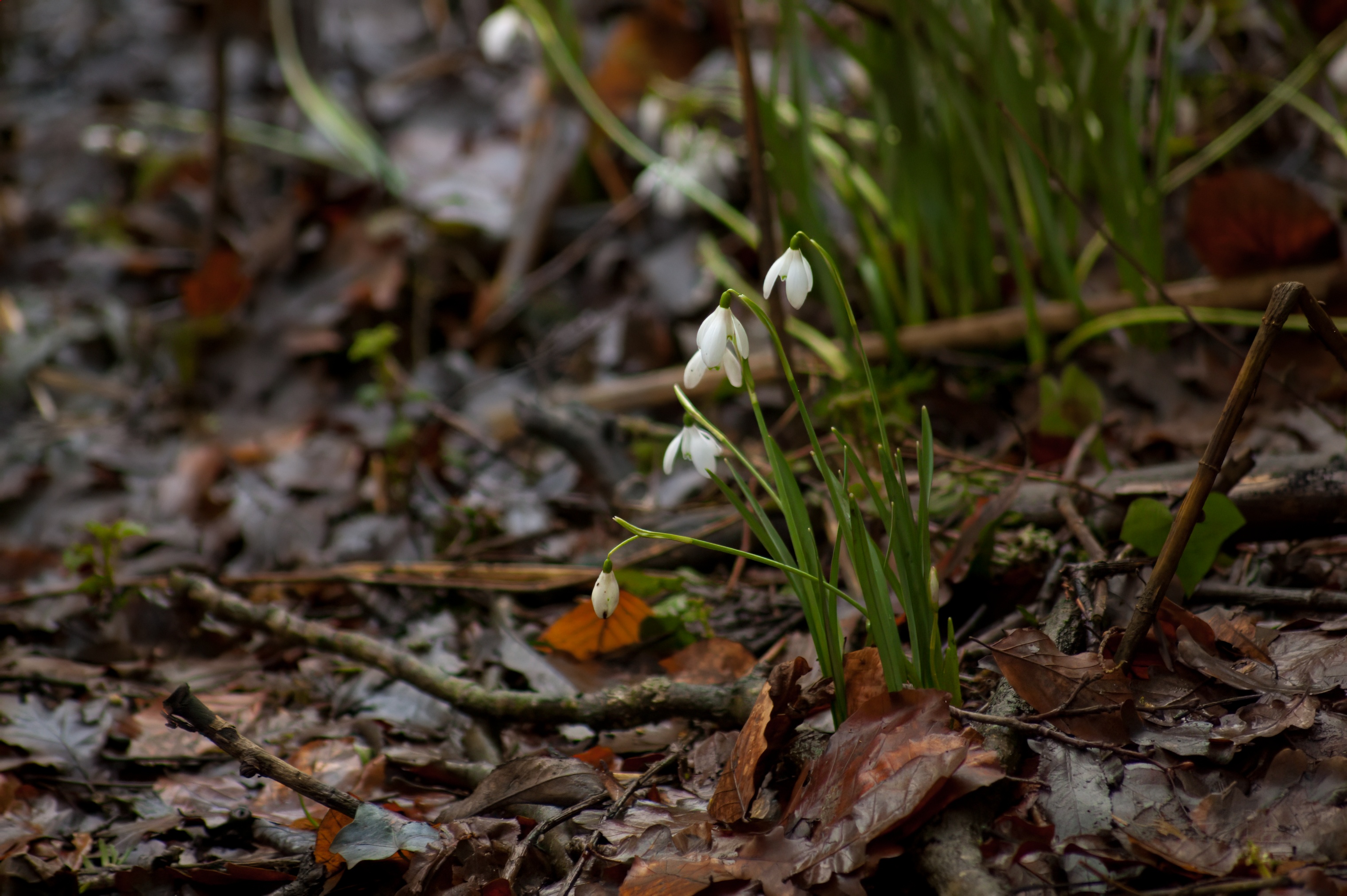 snowdrops on forest floor