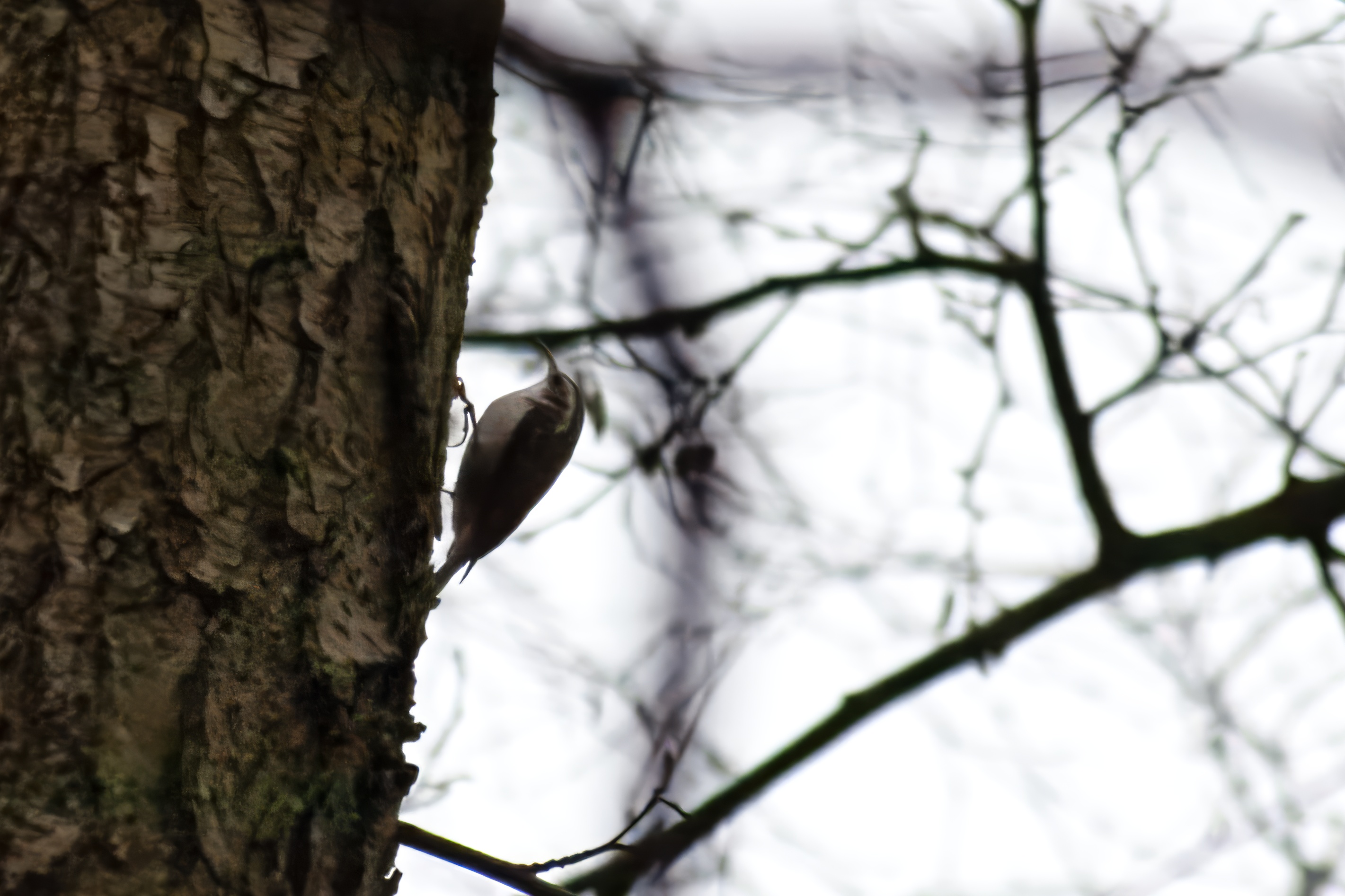my first image of a treecreeper of any note